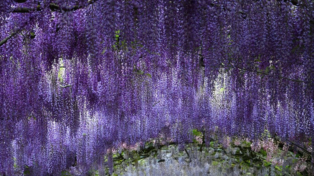 A mass of purple wisteria flowers hanging down