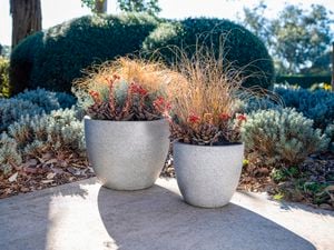 pots with grass plants