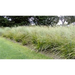 140mm Spiky Headed Mat Rush or Basket Grass - Lomandra longifolia
