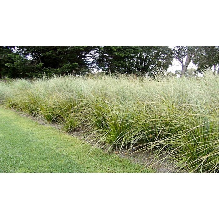 140mm Spiky Headed Mat Rush or Basket Grass - Lomandra longifolia