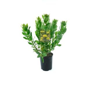 150mm Pincushion - Leucospermum 'High Gold'