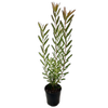 140mm Leucadendron Safari Sunset - Leucadendron laureolum