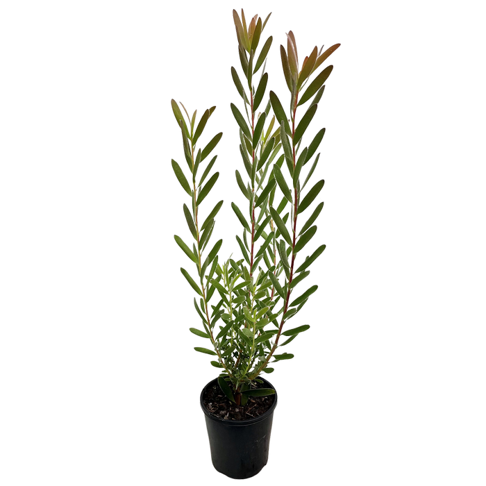 140mm Leucadendron Safari Sunset - Leucadendron laureolum