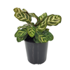 125mm Peacock Plant - Calathea Makoyana
