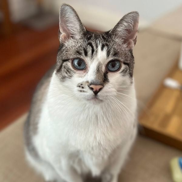 A close-up photo of a cat sitting on a cushioned surface. The cat has light fur with darker markings, pointed ears, and bright eyes looking directly toward the camera. A wooden table and blurred background elements are visible behind.