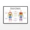Muscle Diagram Vector Design Print 100% Australian Made 90x60cm (Poster)