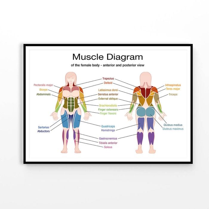 Muscle Diagram Vector Design Print 100% Australian Made 90x60cm (Poster)
