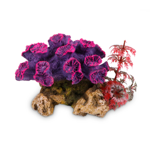 Kazoo Coral W/Plant (18902)