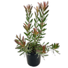 200mm Red Gem - Leucadendron hybrid