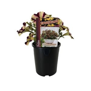1.5L Petunia Crazytunia Pulse