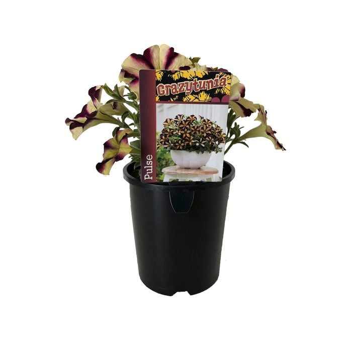 1.5L Petunia Crazytunia Pulse