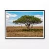 Close-up of a Tree in Tanzania  Print 100% Australian Made 90x60cm  (Poster)