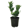 2.5L Bay Tree - Laurus nobilis 'Pride of Provence'