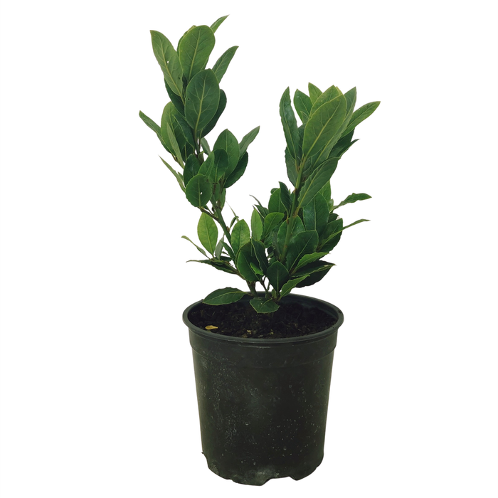 2.5L Bay Tree - Laurus nobilis 'Pride of Provence'