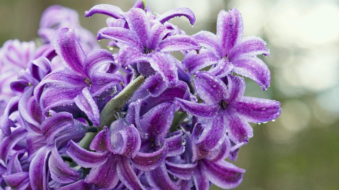 A purple hyacinth flower covered in water droplets