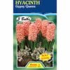 Fiesta Flower Bulbs Hyacinth Gypsy Queen - 3 Bulbs