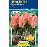 Fiesta Flower Bulbs Hyacinth Gypsy Queen - 3 Bulbs