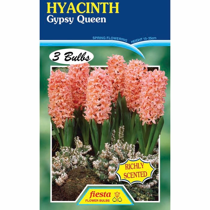 Fiesta Flower Bulbs Hyacinth Gypsy Queen - 3 Bulbs