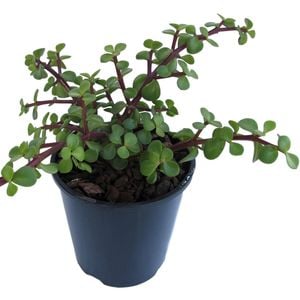 1.9L Portularia Afra - Elephant Bush