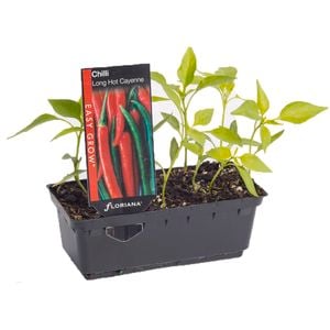 Chilli Long Hot Cayenne Punnet - Capsicum annuum