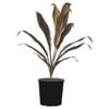200mm Cordyline Negra - Cordyline fruiticosa Negra