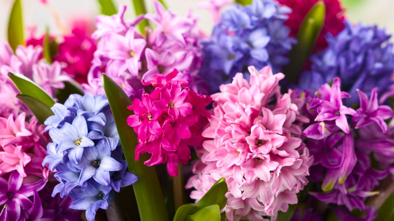 Pink, purple and blue flowers.