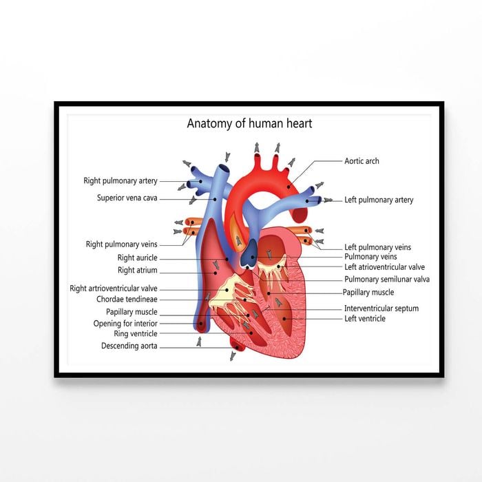 Medical Human Heart Illustration  Print 100% Australian Made 90x60cm  (Poster)