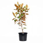 270mm Magnolia Little Gem - Magnolia grandiflora