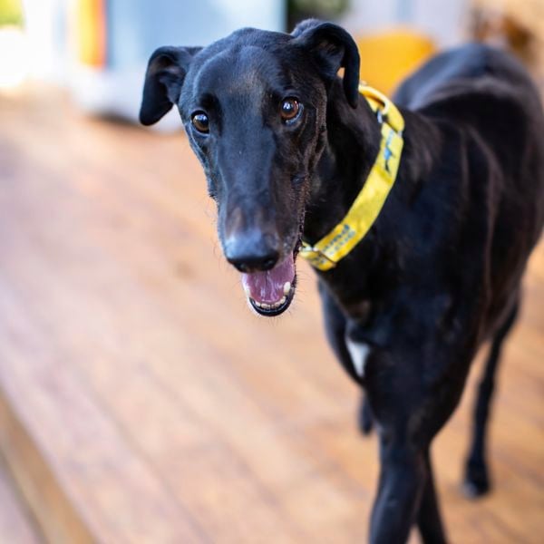 Walter the greyhound dog.