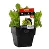 100mm Lettuce Perpetual - Lactuca sativa