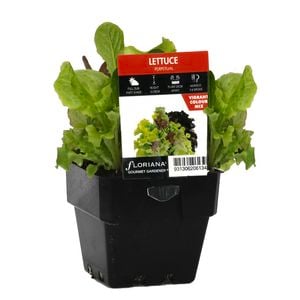 100mm Lettuce Perpetual - Lactuca sativa