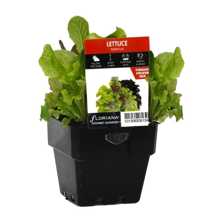 100mm Lettuce Perpetual - Lactuca sativa