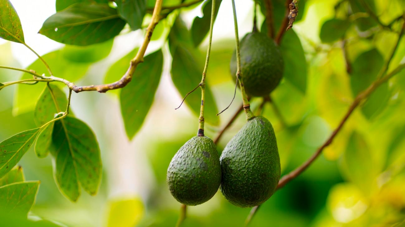Unripe avocados growing on healthy looking tree.