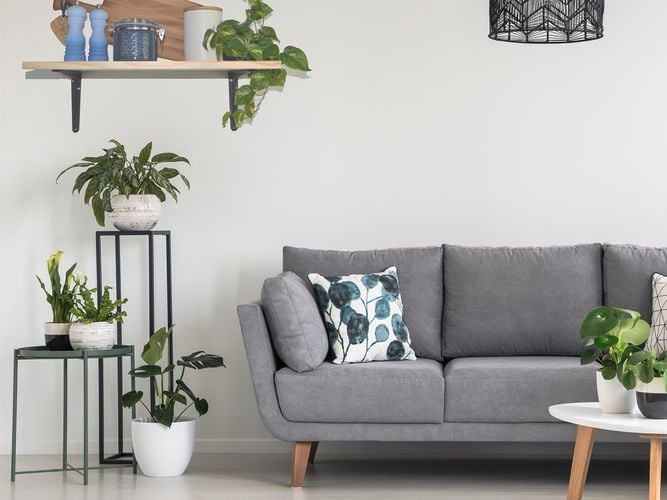 A lounge room with a couch, coffee table, plants and a shelf on the wall in it