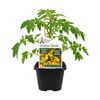 125mm Heirloom Diggers Tomato Barrys Crazy Cherry - Solanum lycopersicum