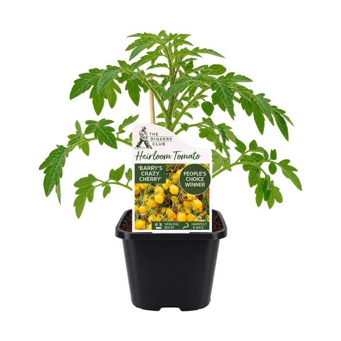 125mm Heirloom Diggers Tomato Barrys Crazy Cherry - Solanum lycopersicum