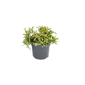 60mm Assorted Rhipsalis - Mini Mates Range