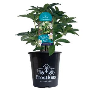 180mm Frostkiss White Tutu - Hellebore