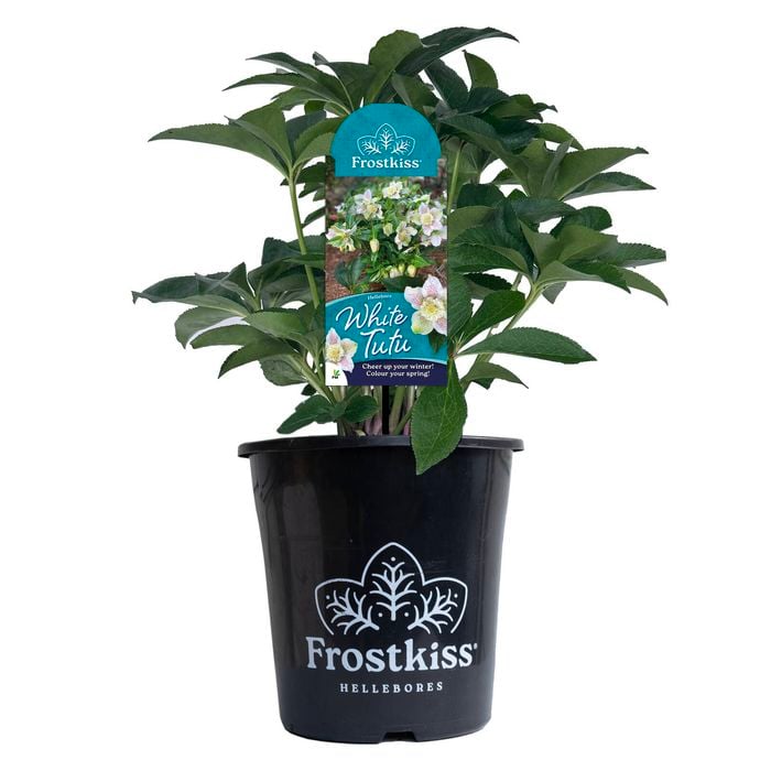 180mm Frostkiss White Tutu - Hellebore