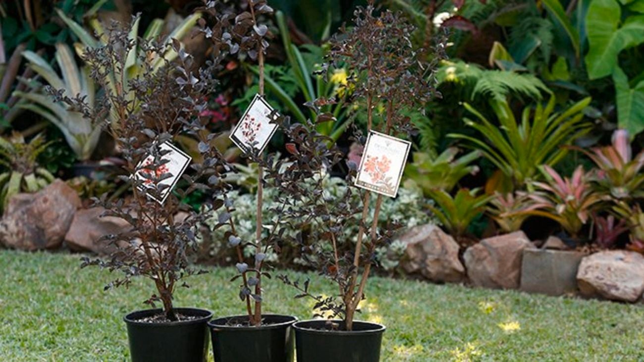 Three flower plants in plastic pots