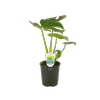 1.5L Monstera Deliciosa