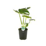 1.5L Monstera Deliciosa
