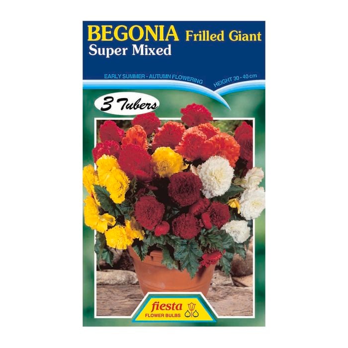 Fiesta Flower Bulbs Begonia Frilled Mixed - 3 Tubers