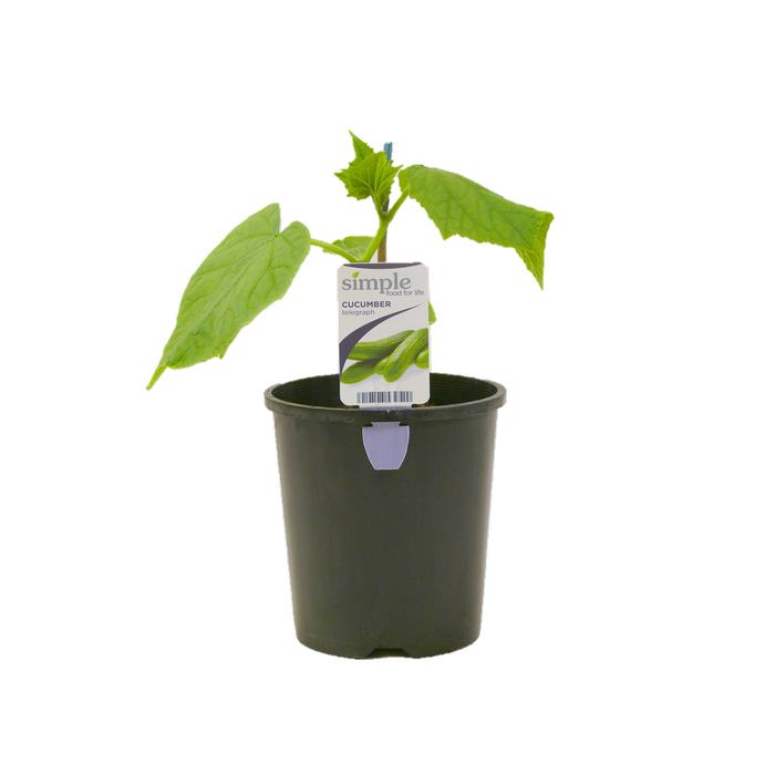 14cm Simple Food for Life Telegraph Cucumber - Cucumis