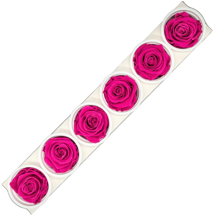 Blooms Of Joy 6cm Hot Pink Rose 6 pack