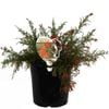 200mm Grevillea Red Wings - Grevillea thelemanniana
