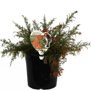 200mm Grevillea Red Wings - Grevillea thelemanniana