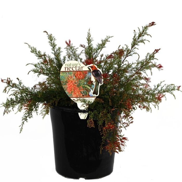 200mm Grevillea Red Wings - Grevillea thelemanniana