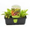 Punnet Silverbeet Rainbow - Beta vulgaris