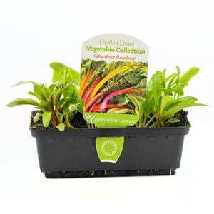 Punnet Silverbeet Rainbow - Beta vulgaris